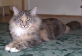 Wilma